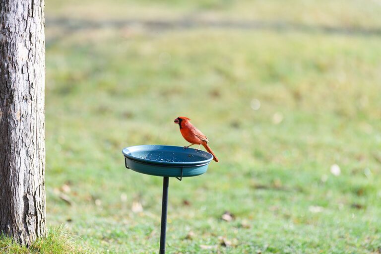 Beginner Tips for Backyard Birdwatching